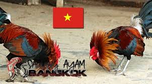 Ayam bangkok vietnam dan kelebihannya !! Sabung Ayam Bangkok Sabungb Twitter