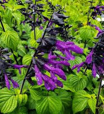 Watercolor deep purple & blush flowers clipart. Rockin Deep Purple Salvia Sage Purple Flowers Or Flower Parts Almost Eden