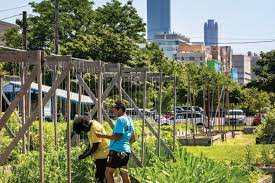 urban gardens flourish in chicago