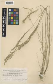Puccinellia convoluta (Hornem.) Fourr. | Plants of the World Online ...