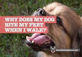 Puppy nipping is a very common behavior that is easy to curb. Why Does My Dog Bite My Feet When I Walk How To Stop Nipping