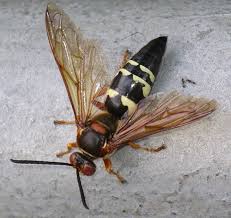 mostly harmless cicada wasps