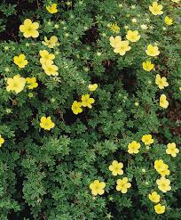 Yellow flowering shrubs can benefit your entire garden and the local ecosystem, too! Best Flowering Shrubs For Hedges Better Homes Gardens