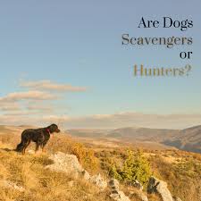 Последние твиты от scavengers (@play_scavengers). Are Dogs Hunters Or Scavengers Pethelpful