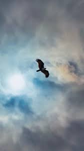 bird eagle fly