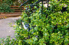 15 small evergreen shrubs for your