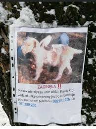 Znajduje się na tablicy ogłoszeń w zalipiu. Zaginione Znalezione Psy Koty Zwierzeta Ogloszenia Olx Pl