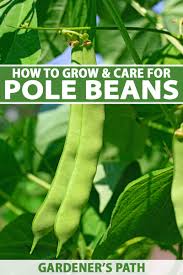 how to plant and grow pole beans