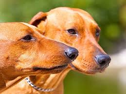 Image result for Pinscher Dogs Jigsaw Puzzle