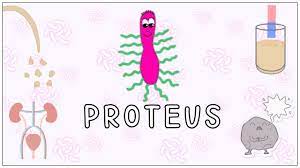 Proteus mirabilis: Morphology, Pathogenesis, Clinical significance,  diagnosis (Microbiology) - YouTube