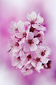 telepon bunga sakura wallpaper hd
