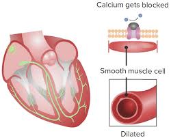 cl 4 antiarrhythmic s calcium