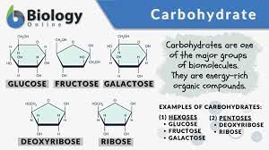 carbohydrate definition and exles