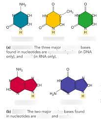 funbio 4b biomolecules nucleic acids