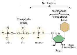 dna and biotechnology flashcards quizlet