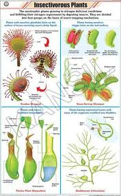 Insectivorous Plants For Botany Chart