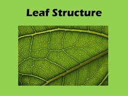 leaf structure powerpoint presentation