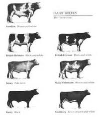 Types Of Dairy Cattle Breeds Identification Chart Of Dairy