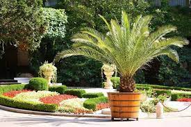 pretty palms and cycads for your containers