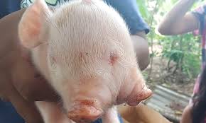 Rare piglet baffles villagers after she is born with two heads, two snouts  and three eyes | Daily Mail Online