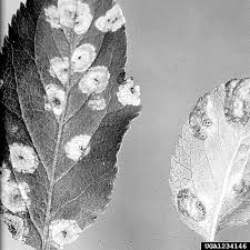 fungus causes spots on apple tree leaves