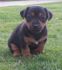 The black and tan coonhound is a breed of hunting dog. Black Tan Jack Russell Pups Cleverneuro