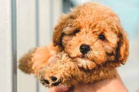 toy poodle dog breed information