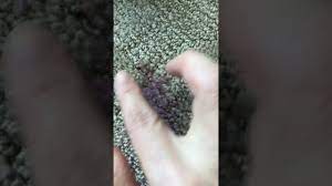 how to remove putty from your carpet in