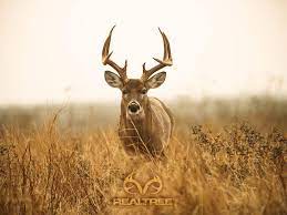 realtree buck wallpapers top free
