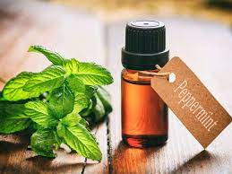 can peppermint oil repel mice