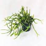 Afbeeldingsresultaat voor rhipsalis