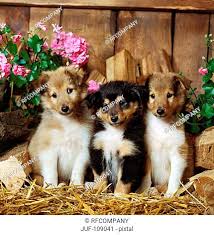 three sheltie puppies sitting in