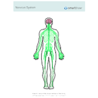 Nervous system diagram the nervous and endocrine systems review article khan academy. Nervous System Diagram Templates