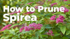 how to prune spirea in early spring