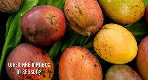 When Are Mangos In Season Learn More National Mango Board