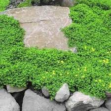 herniaria glabra green carpet ground