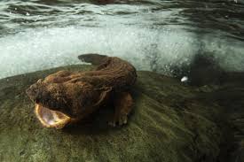 Eco Talk: Hellbender salamander an example of water quality effects