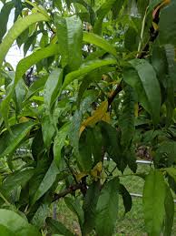 There also trees that produces leaves and nothing else. Help Identifying Cause Of Yellowing Fruit Tree Leaves Gardening Landscaping Stack Exchange