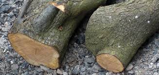 Trees And Their Bark Found In The Uk