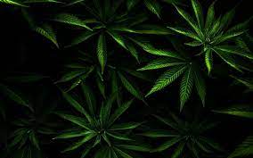 free wallpapers weed wallpaper cave