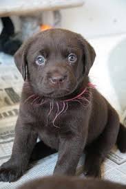 Adopt lab dogs in new jersey. Chocolate Labrador Puppies For Sale Nj Petsidi