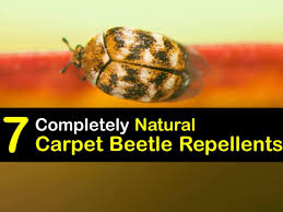 homemade carpet beetle repellent