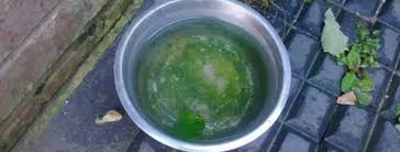 how-do-you-get-algae-out-of-a-dog-bowl