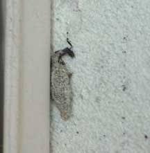 flat diamond shaped bug unveiling the