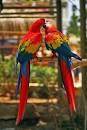 virtual villagers 2 parrots kissing images animated gif