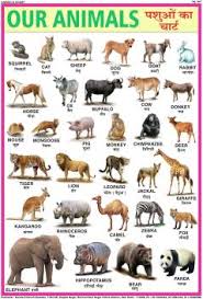 Animals Chart For Children Paper Print 28 Inch X 40 Inch