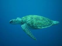 where-can-i-see-sea-turtles-in-gulf-shores