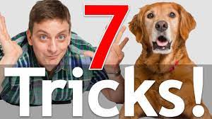 7 dog tricks in 5 minutes you