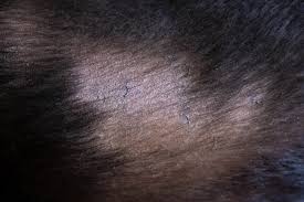 hair loss bald spots on dogs 6 main