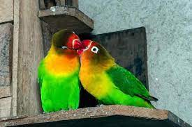 love birds stock photos images and